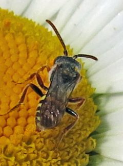 Nomada armatella male by Jacy Lucier. Used under a CC BY-SA 4.0 license.