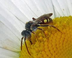 Nomada armatella male 1 by Jacy Lucier. Used under a CC BY-SA 4.0 license.