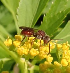 Nomada articulata female by Jacy Lucier. Used under a CC BY-SA 4.0 license.