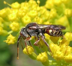 Nomada articulata male by Jacy Lucier. Used under a CC BY-SA 4.0 license.