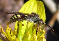 Nomada bella male by Jacy Lucier. Used under a CC BY-SA 4.0 license.