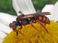 Nomada bethunei female by Jacy Lucier. Used under a CC BY-SA 4.0 license.