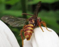 Nomada bethunei female 1 by Jacy Lucier. Used under a CC BY-SA 4.0 license.