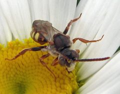 Nomada bethunei male by Jacy Lucier. Used under a CC BY-SA 4.0 license.