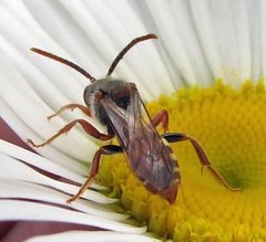 Nomada bethunei male 1 by Jacy Lucier. Used under a CC BY-SA 4.0 license.