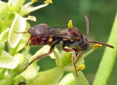 Nomada cressonii female by Jacy Lucier. Used under a CC BY-SA 4.0 license.