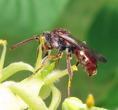 Nomada cressonii female 1 by Jacy Lucier. Used under a CC BY-SA 4.0 license.