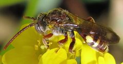Nomada cressonii male by Jacy Lucier. Used under a CC BY-SA 4.0 license.