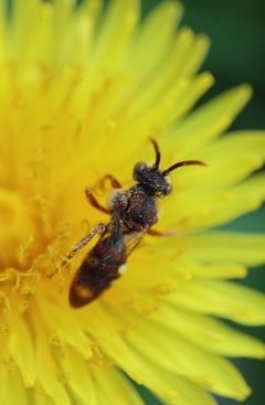 Nomada denticulata 120327678 by Jeff Clark. Used under a CC BY 4.0 license.