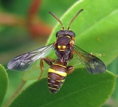 Nomada fervida male by Jacy Lucier. Used under a CC BY-SA 4.0 license.
