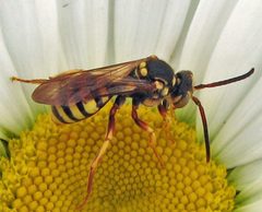 Nomada luteoloides female by Jacy Lucier. Used under a CC BY-SA 4.0 license.