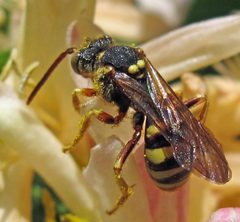 Nomada luteoloides female 1 by Jacy Lucier. Used under a CC BY-SA 4.0 license.