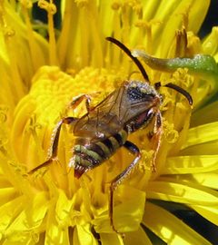 Nomada luteoloides male by Jacy Lucier. Used under a CC BY-SA 4.0 license.