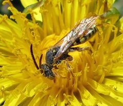 Nomada luteoloides male 1 by Jacy Lucier. Used under a CC BY-SA 4.0 license.