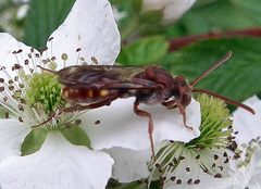 Nomada maculata female by Jacy Lucier. Used under a CC BY-SA 4.0 license.