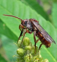 Nomada maculata female 1 by Jacy Lucier. Used under a CC BY-SA 4.0 license.