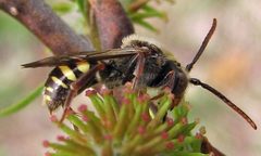 Nomada maculata male by Jacy Lucier. Used under a CC BY-SA 4.0 license.