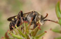 Nomada maculata male 1 by Jacy Lucier. Used under a CC BY-SA 4.0 license.