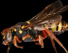 Nomada vegana by Krystal Frohnapple , USGS. Used under a Public domain license.