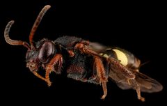 Nomada vicina f by USGS Native Bee Inventory and Monitoring Laboratory. Used under a Public domain license.