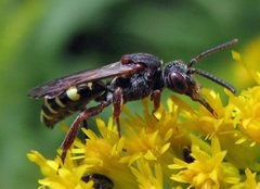 Nomada vicina female by Jacy Lucier. Used under a CC BY-SA 4.0 license.