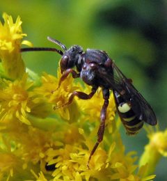 Nomada vicina female 1 by Jacy Lucier. Used under a CC BY-SA 4.0 license.