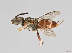 Townsendiella pulchra Female by The Packer Lab. Used under a Attribution license.