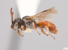 Townsendiella rufiventris Male by The Packer Lab. Used under a Attribution license.