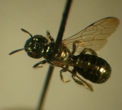 Ceratina acantha f by Susan E. Nyoka. Used under a Public domain license.