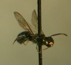 Ceratina acantha m by Susan E. Nyoka. Used under a Public domain license.