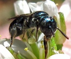 Ceratina calcarata female 2 of 2 by Jacy Lucier. Used under a CC BY-SA 4.0 license.