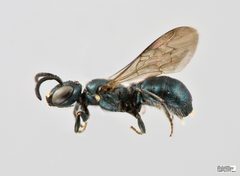 Ceratina calcarata m by The Packer Lab. Used under a Attribution license.
