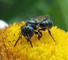 Ceratina calcarata m 1 of 2 by Jacy Lucier. Used under a CC BY-SA 4.0 license.