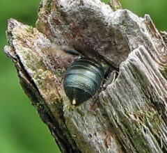 Ceratina calcaratra m with white spot by Jacy Lucier. Used under a CC BY-SA 4.0 license.