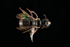 Ceratina cockerelli by USGS Native Bee Inventory and Monitoring Laboratory. Used under a Public domain license.