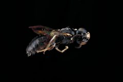 Ceratina cockerelli m by USGS Native Bee Inventory and Monitoring Laboratory. Used under a Public domain license.