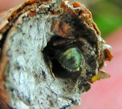 Ceratina mikmaqi female by Jacy Lucier. Used under a CC BY-SA 4.0 license.