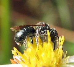 Ceratina mikmaqi male by Jacy Lucier. Used under a CC BY-SA 4.0 license.