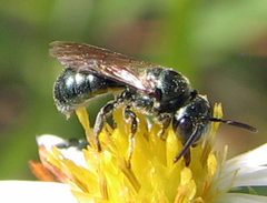 Ceratina mikmaqi male 1 by Jacy Lucier. Used under a CC BY-SA 4.0 license.