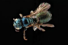 Ceratina strenua by USGS Native Bee Inventory and Monitoring Laboratory. Used under a Public domain license.