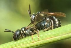 Ceratina strenua 307504073 by James Kindt. Used under a CC BY 4.0 license.