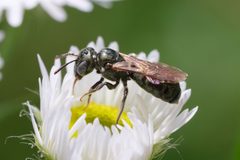 Ceratina strenua 316170140 by Jasper Shide. Used under a CC0 license.