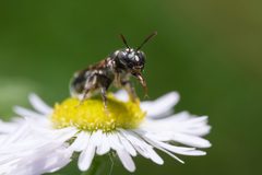 Ceratina strenua 316170286 by Jasper Shide. Used under a CC0 license.
