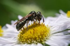 Ceratina strenua 316170307 by Jasper Shide. Used under a CC0 license.