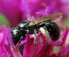 Ceratina strenua female by Jacy Lucier. Used under a CC BY-SA 4.0 license.