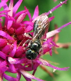 Ceratina strenua female 1 by Jacy Lucier. Used under a CC BY-SA 4.0 license.