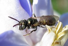 Ceratina strenua male by Jacy Lucier. Used under a CC BY-SA 4.0 license.