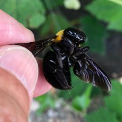 Dead body of Xylocopa appendiculata - 1 by KKPCW. Used under a CC BY-SA 4.0 license.