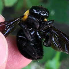 Dead body of Xylocopa appendiculata - 2 by KKPCW. Used under a CC BY-SA 4.0 license.