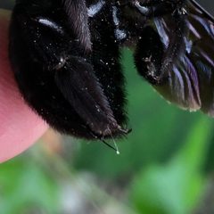 Sting of Xylocopa appendiculata by KKPCW. Used under a CC BY-SA 4.0 license.